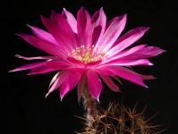 Thumbnail of 1976_Lobivia spec._20160509_02(1).JPG